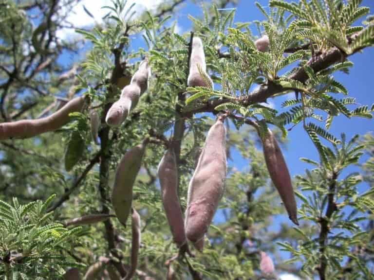 El mezquite es un árbol de México del que se aprovecha casi todo, sobre todo su legumbre, que sirve para crear una especie de harina rica en proteínas y con un gran poder endulzante.